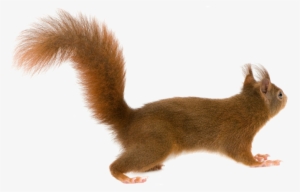 Squirrel With Transparent Background
