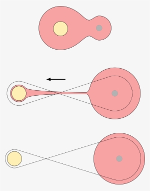 Star Fission Common Envelope - Circle
