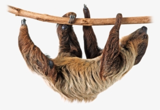 Png Image Animals Animales Animais Pinterest - Two Toed Sloth Png
