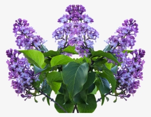 Featured image of post Rosas Lilas Png : Similar with flores blancas png.