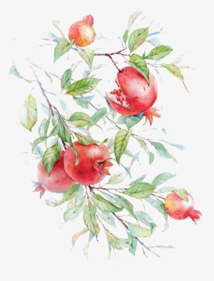 Watercolor Painting Pomegranate Drawing Flower Painting - Pomegranate Watercolor
