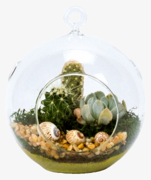 5" Glass Globe Succulent Plant Terrarium - Auction