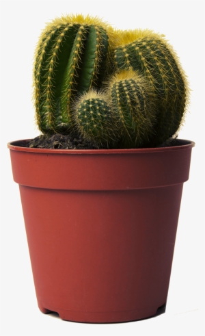 Cactus Care - Cactus In Pot Png
