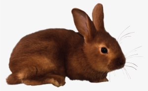 Rabbit Png Images, Free Png Rabbit Pictures Download - Rabbit Clipart