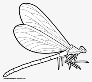 Dragonfly - Dragonfly Drawing Side View