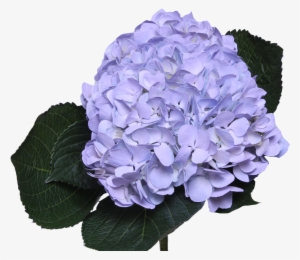 Jetty Flowers Gallery - Light Purple Flower Png