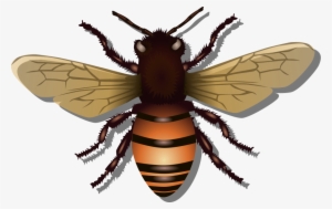 How To Set Use Bee Clipart