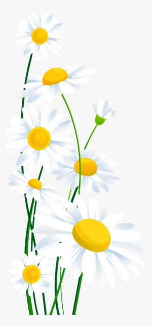 White Daisies Png - Transparent Background Flower Clipart