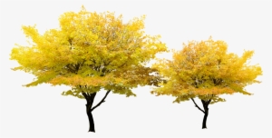 Tree Yellow Pixel - Arbol Flor Amarilla Png