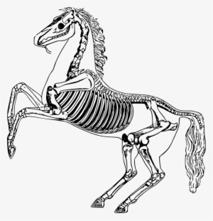 Skeletal System Of The Horse Skeleton Drawing Bone - Horse Skeleton Drawing