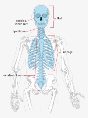 Axial Skeleton - Axial Skeleton Diagram