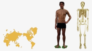 Human