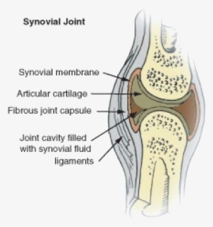 Synovial Joint Fluid