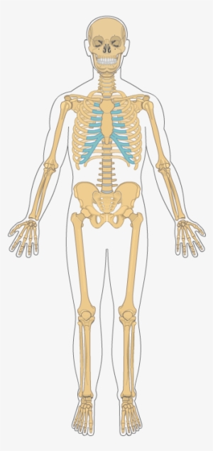 Full Skeleton - Skeleton