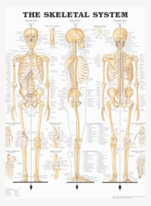 This Is A Picture Os The Skeletal System - Skeletal System Anatomical Chart