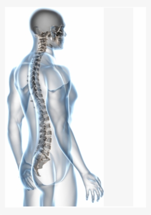 Nsd Includes The Balancing Of Muscle Energy, It Has - Operative Techniques Of Spine Surgery
