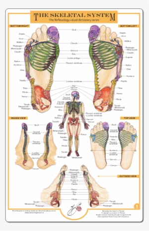Reflexology Foot Charts Collection - Foot Chart Balancing Touch