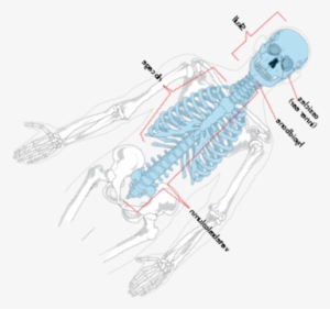 Skeleton Diagram Without Labels