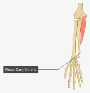 Flexor Carpi Radialis Muscle Origin And Insertion