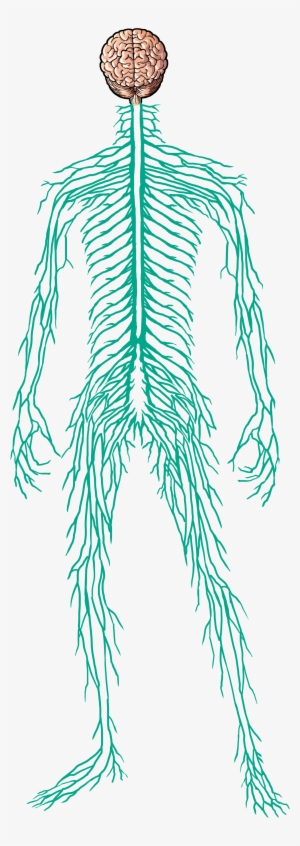 Male Nervous System - Human