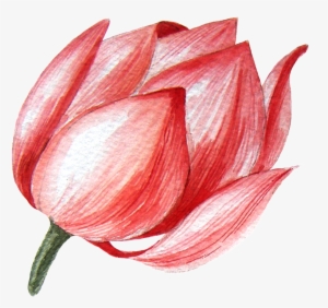 Lotus Flower Transparent Png This Graphics - Sacred Lotus