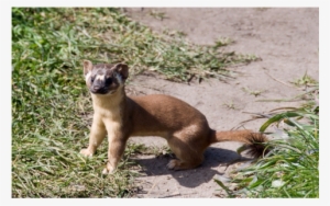 Long Tailed Weasel Zhao - Have A Heart