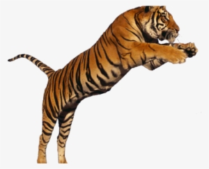 White Tiger Png Transparent Images - Tampines Tiger And Other Stories