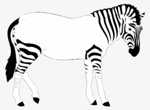 Print Out The Zebra - 10 Lines On Zebra