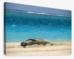 midway atoll, hawaiian monk seal laying in sand with - great big canvas rick gaffney poster print entitled