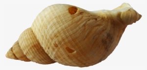 Sea Ocean Shell Png Image - Sea Creatures Shells