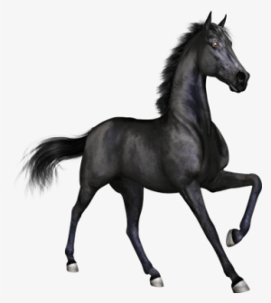 Black Horse Png