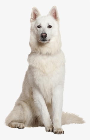 Why Choose A White Swiss Shepherd To Be The Star Of - White Swiss Shepherd Png