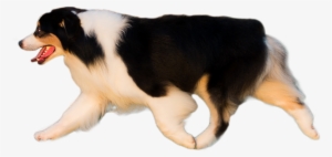 Trump Banner - Companion Dog
