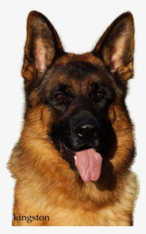 Best Services - Gsd Png