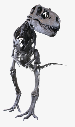 Albertosaurus Skull