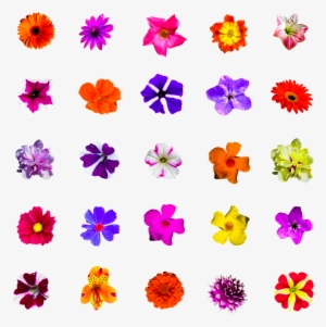 Nature, Flowers, Isolated, Colorful, Selection - Scalable Vector Graphics