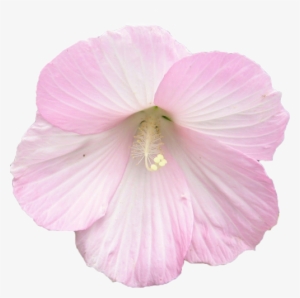 Transparent Plant - Pink Flowers