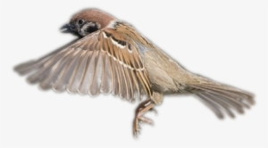 Sparrow Png - House Sparrow Sparrow Png