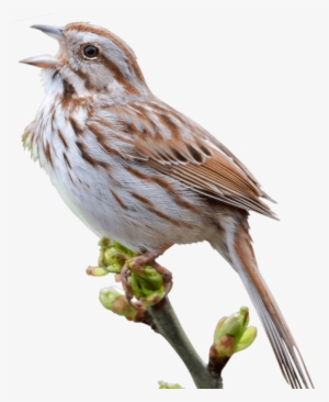 Sparrow Png