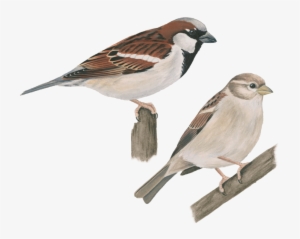 House Sparrow Png Image - House Sparrow