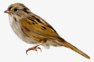 Sparrow Png - Воробей Пнг