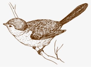 House Sparrow Bird Clip Art - Bird Art Transparent