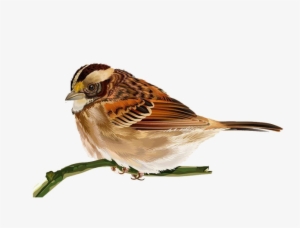 House Sparrow Png Transparent Image - Sparrow