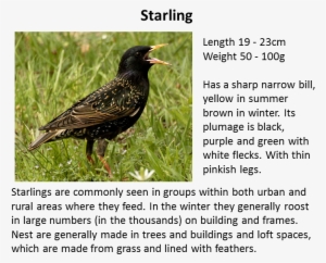 Sparrow - Starling Bird