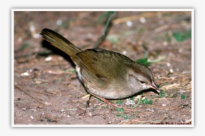 Olive Sparrows Inhabit Dense Tangles Of Vegetation - Green Jay