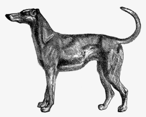 And, The Third Dog Image Is Of A Greyhound - Dog Old Illustration
