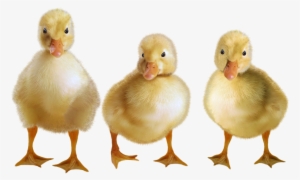Ducks, Ducklings, Water Bird, Birds, Duck, Cub - Duckling Transparent
