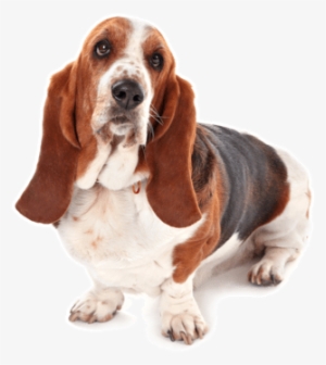 Looking For A Basset Hound Puppy Or Dog In Ansonia, - Basset Hound