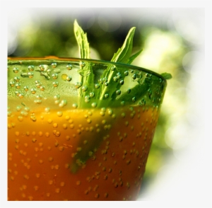 Citrus-juices - Fresh Juice