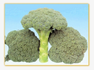 Broccoli Gvs 649 F-1 Hybrid - Broccoli